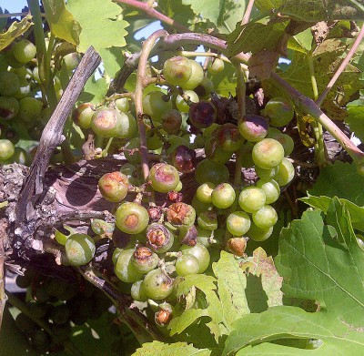 Hail damage in grapes. Note the sunken areas and cuts where hail removed the skin and flesh of the berry, sometimes exposing the seeds. All of these wounds are attractive to Botrytis infection. Photos: Mark Longstroth/MSU Extension.