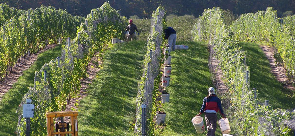 Ag labor group sues to halt H-2A changes