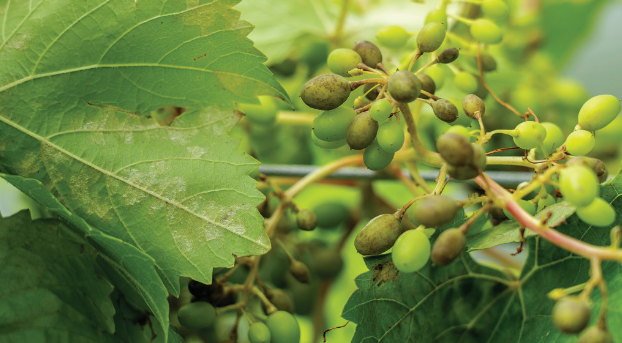 Powdery mildew presses high tunnel winegrapes