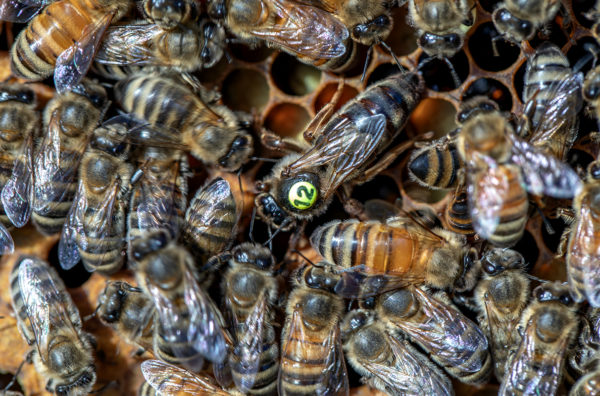 Indoor queen banking could help beekeepers deal with climate change