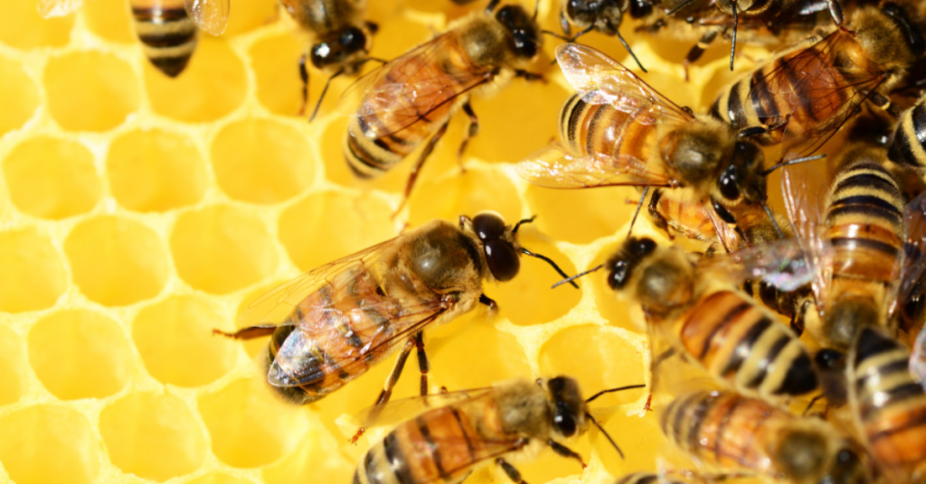 USDA research develops honeybee antiviral treatment