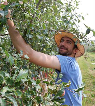 Minnesota researcher uncovers Honeycrisp family tree