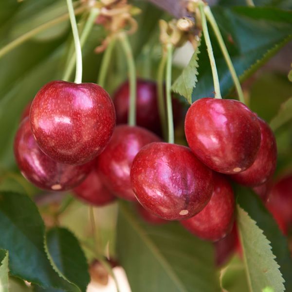 IFG names three new varieties in its low-chill line