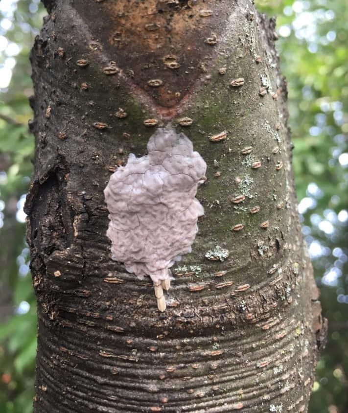 Spotted lanternfly egg masses on honey locust, September 2020