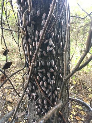 adult spotted lanternflies grouped on tree of heaven stump