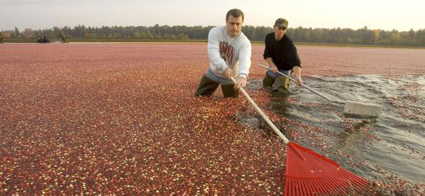 Wisconsin cranberry growers looking for research center funding