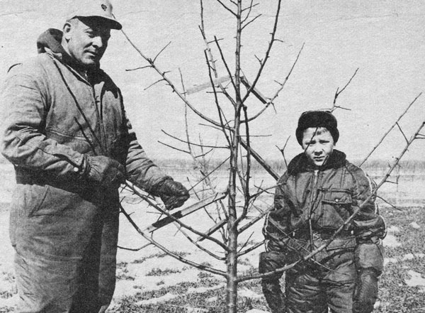 Tree training in 1973