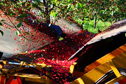 Tart cherry industry votes to continue federal marketing order