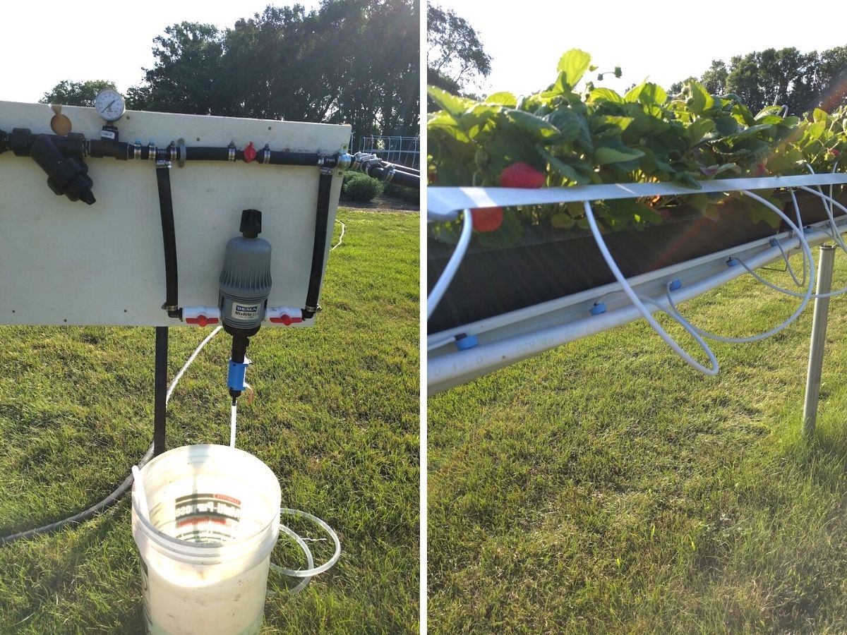fertigation system for tabletop strawberries