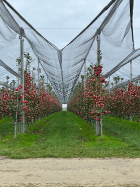 A net over the top of apples hanging on a wall