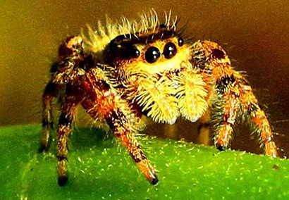 A jumping spider on the prowl for prey in vegetable crops at Redbud Farm, Inwood, WV. Photo: Rob Morrison
