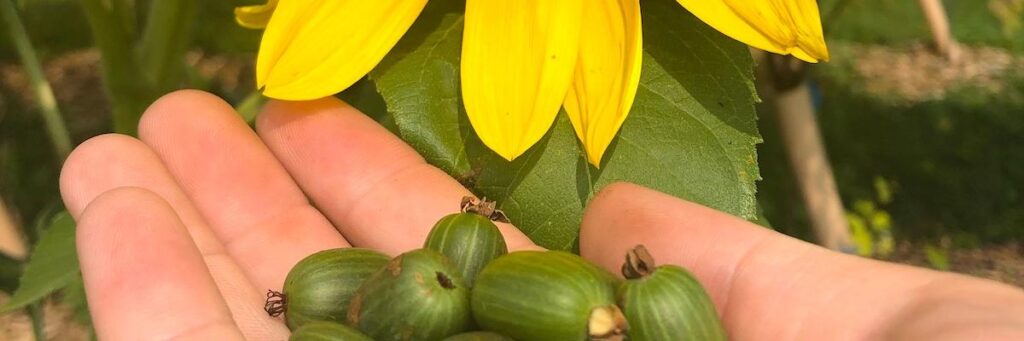 Choosing kiwiberry varieties in cold-climate areas reviewed