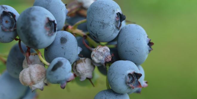 Innovative harvesting system could be a game-changer for blueberry industry