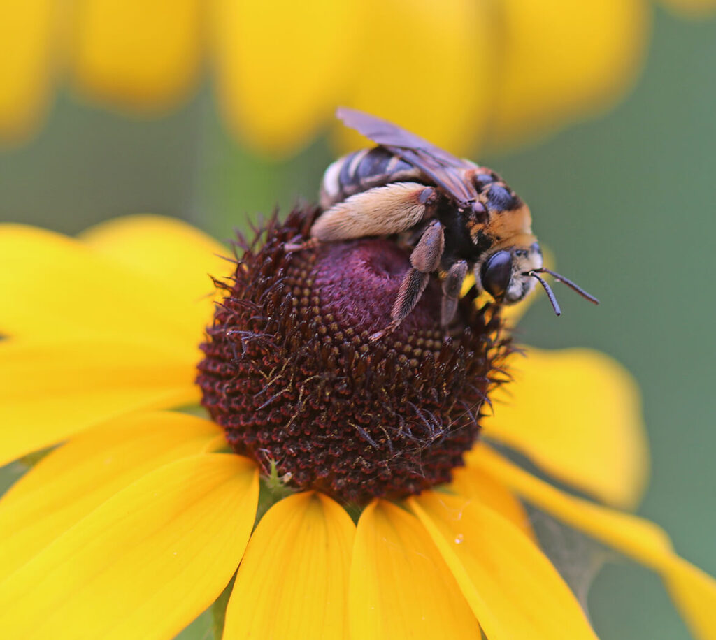 Pollinator conference seeks public engagement this year