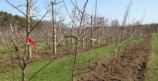Apple tree planting underway in West Michigan