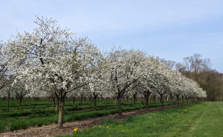 Reducing pesticide risk to bees during fruit crop bloom
