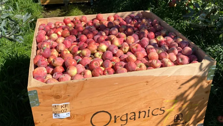 organic apples