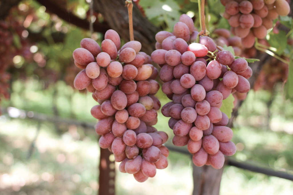 organic grapes 