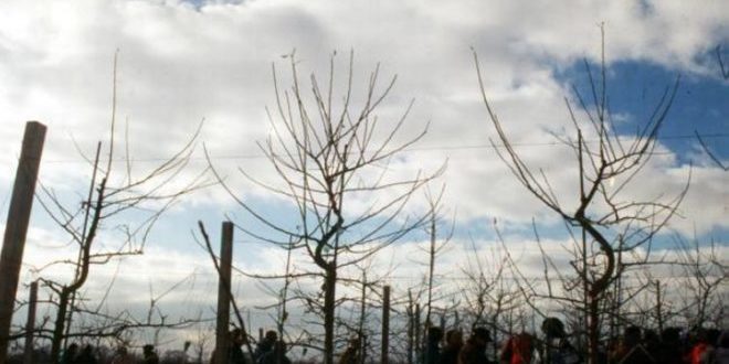 Tips for managing tree height, apical dominance in apple orchards
