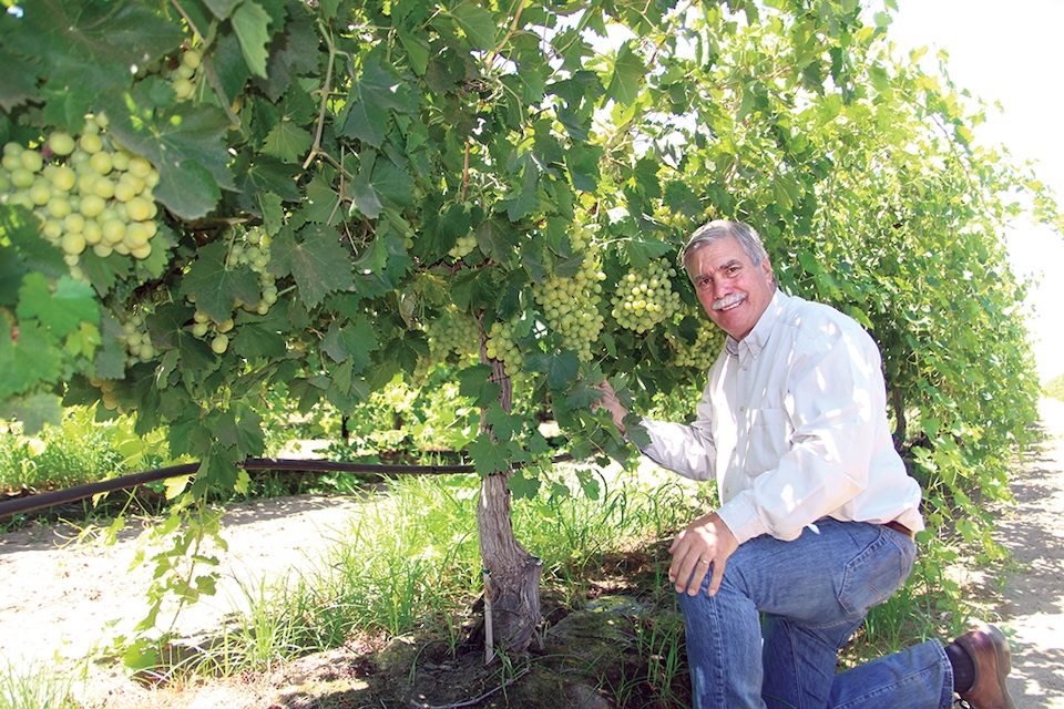 Inside Pandol’s success: How a multigenerational California grower leads in table grapes