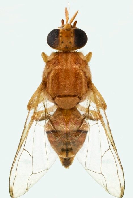 Invasive fruit fly discovered in south Florida