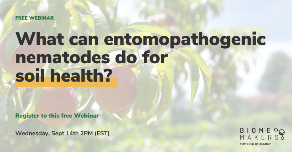 Pheremones and beneficial nematodes and the effect on peaches
