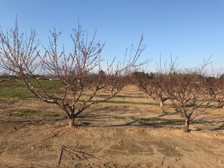 Alabama fruit crop braves cold temperatures