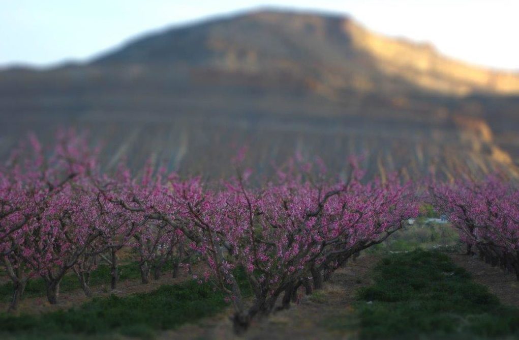 Colorado Farm Fresh Directory requires operators to submit information