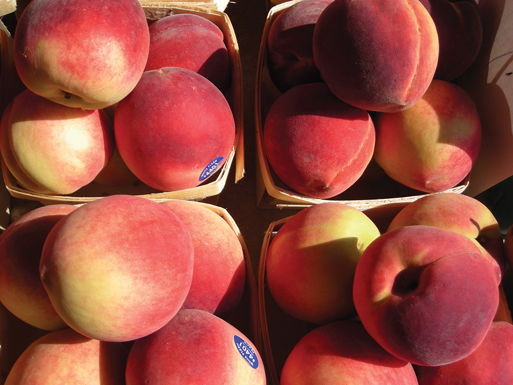 UF/IFAS to host stone fruit field day
