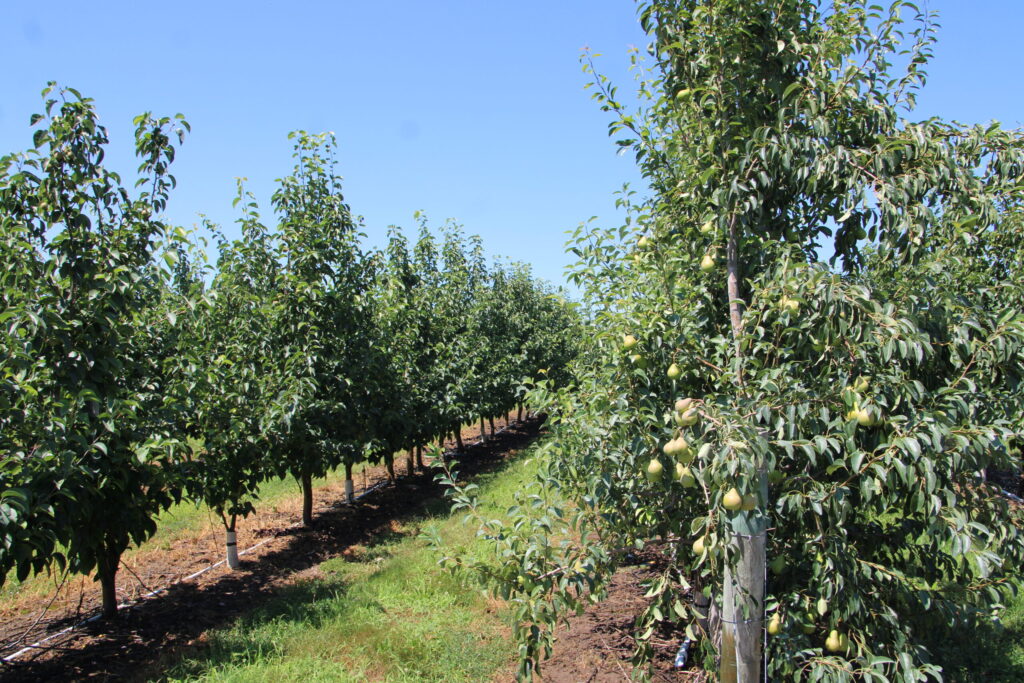 California pear growers seek trade relief as Argentine imports surge