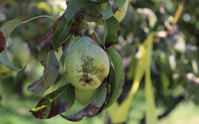 Washington State University presents pear psylla research