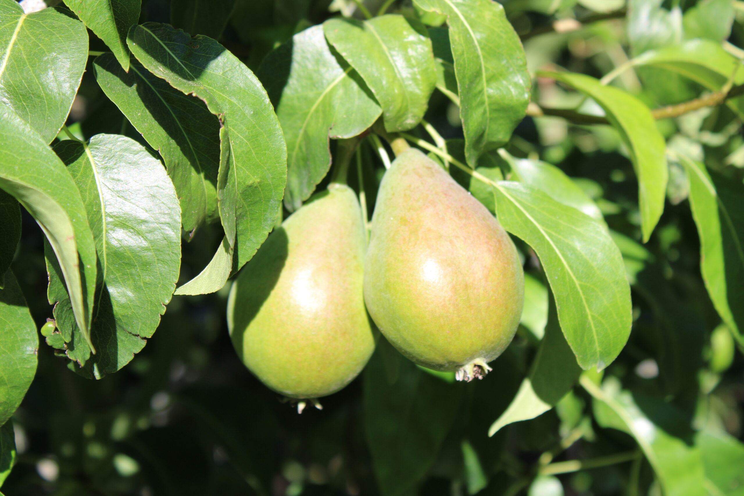 photo of pears on tree in orchard