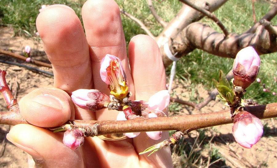 Dissection of peach flower bud with live ovule and pistil. Photo: Penn State Extension