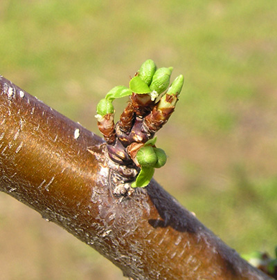 Green cluster bud stage in plums occurs soon after bud break.