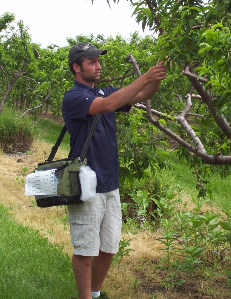 New York state still fighting plum pox