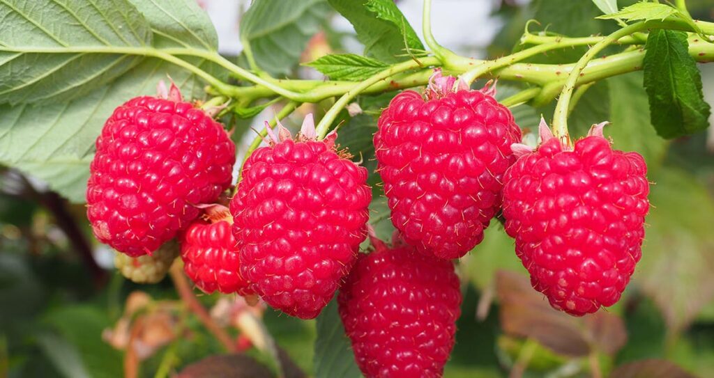 Andersoni-system well suited to Spanish raspberries
