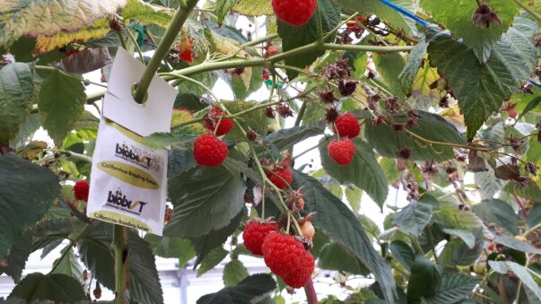 Biobest recommends introducing raspberry predatory mite