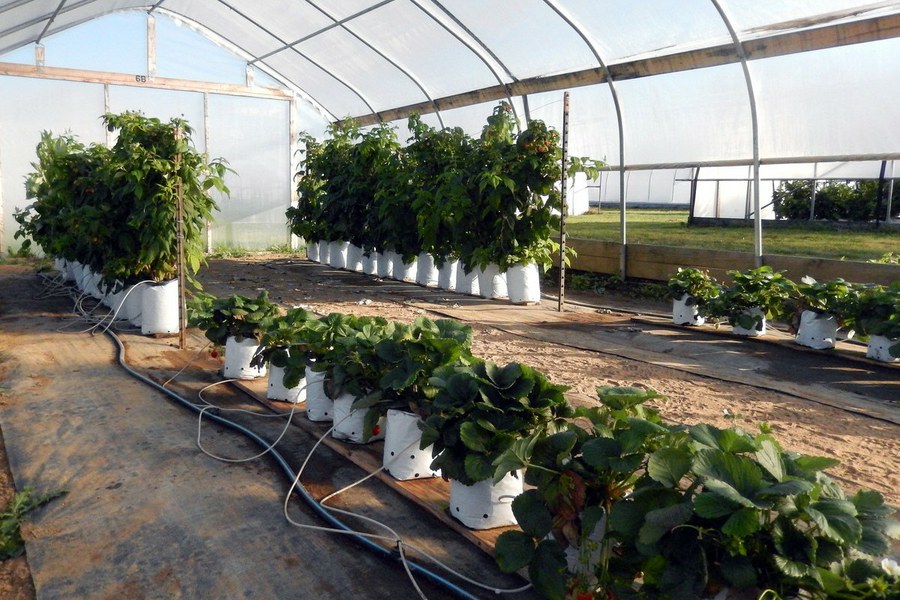 Tips to growing raspberries, strawberries in containers