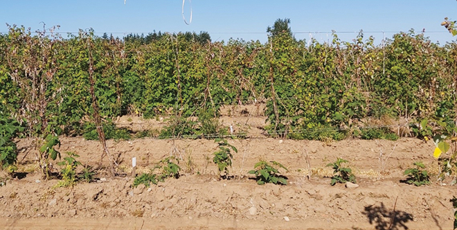 Raspberry root rot, wilt threaten fruit in wet regions