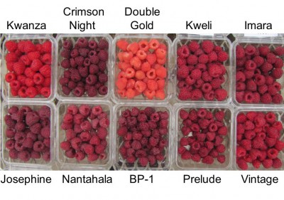 2017 fall-fruiting raspberry varieties reviewed