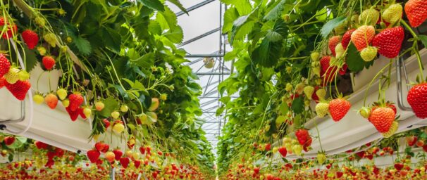Vegetable breeder Rijk Zwaan enters soft fruit breeding