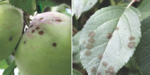 Inadequate management can lead to scab damage on fruit, left. Fungicides can stop growth of the apple scab fungus in the leaf until a certain development stage, right.
