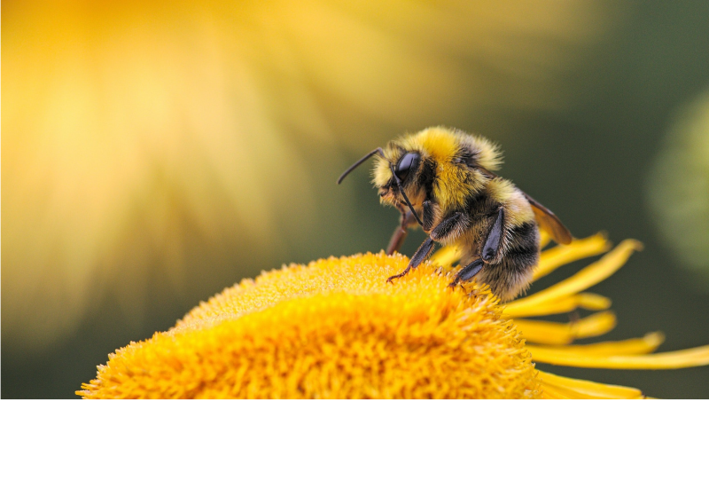 Near-extinct native pollinator may be saved by genome map