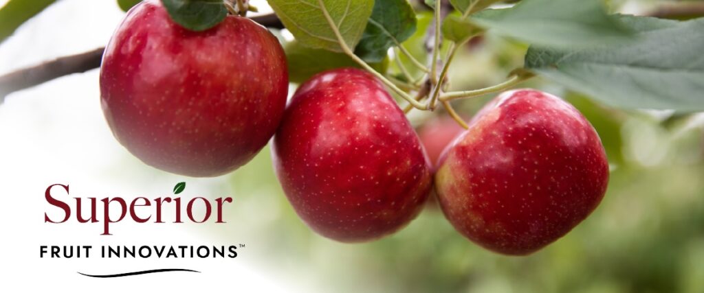 University of Minnesota expands grower access to commercial apple, grape varieties via Superior Fruit Innovations