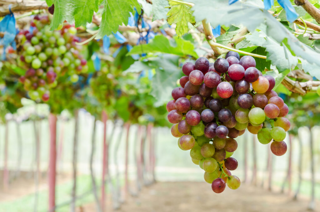 New smartphone app predicts vineyard yields earlier, more accurately