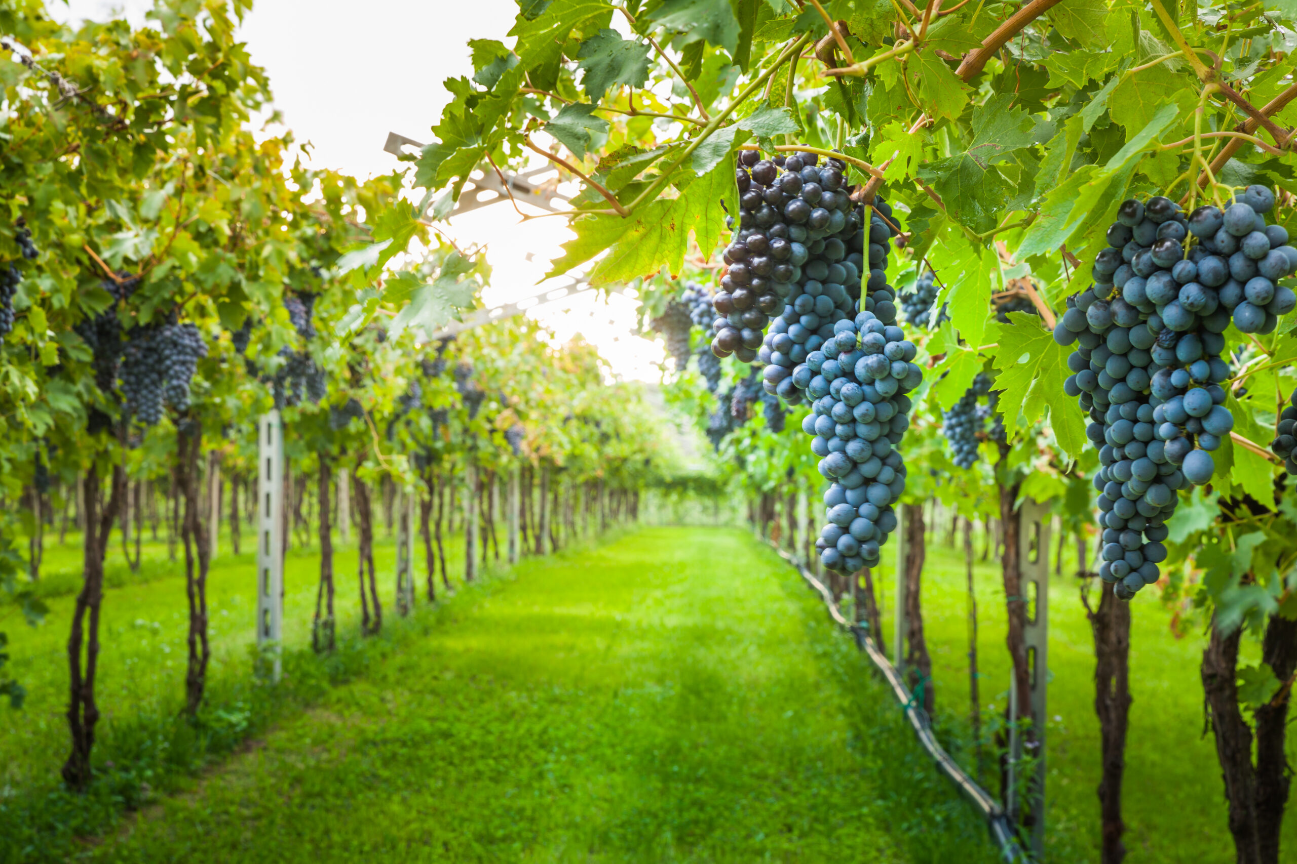 vineyard