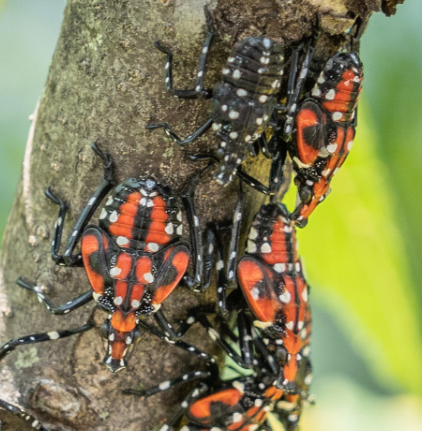 Spotted lanternflies