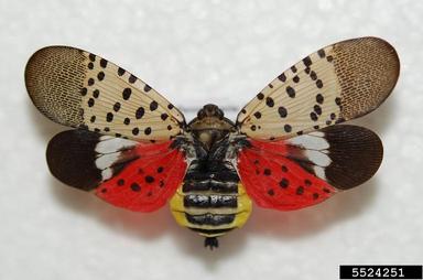 Missouri growers urged to watch for spotted lanternfly