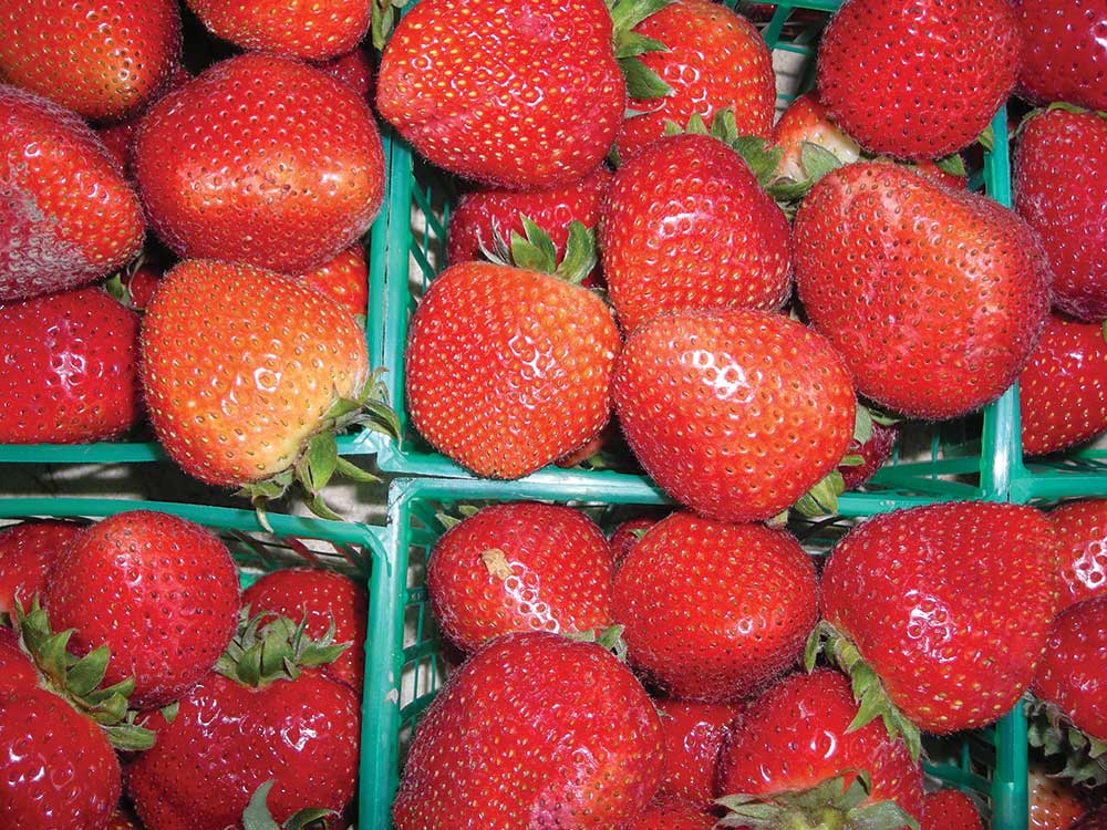 Trade petitions filed over Mexican winter strawberry imports