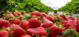 Study finds strawberry powdery mildew evolved separately across continents